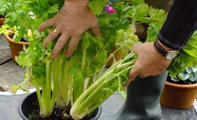 吃剩的青菜根，埋进花盆里，浇点水，冒出小菜园，半年摘不完