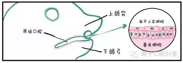 “孩子，这就是牙齿的生长过程”（漫画易懂）