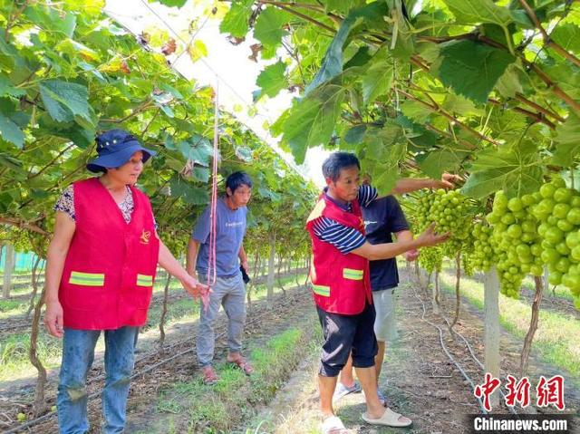 浙江乡村观察：乡贤“土专家”种下葡萄“富裕果”