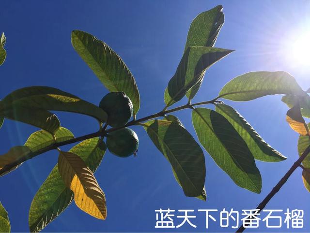 父亲的屋顶果园——番石榴种植经验及食用价值交流