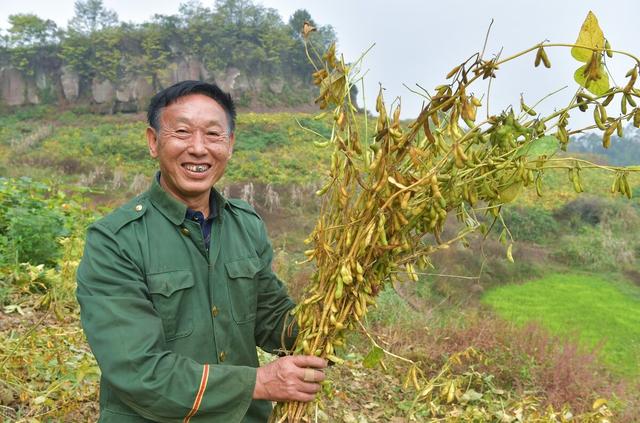 夏播大豆种植技术，方法其实很简单，偏偏很多人犯错误