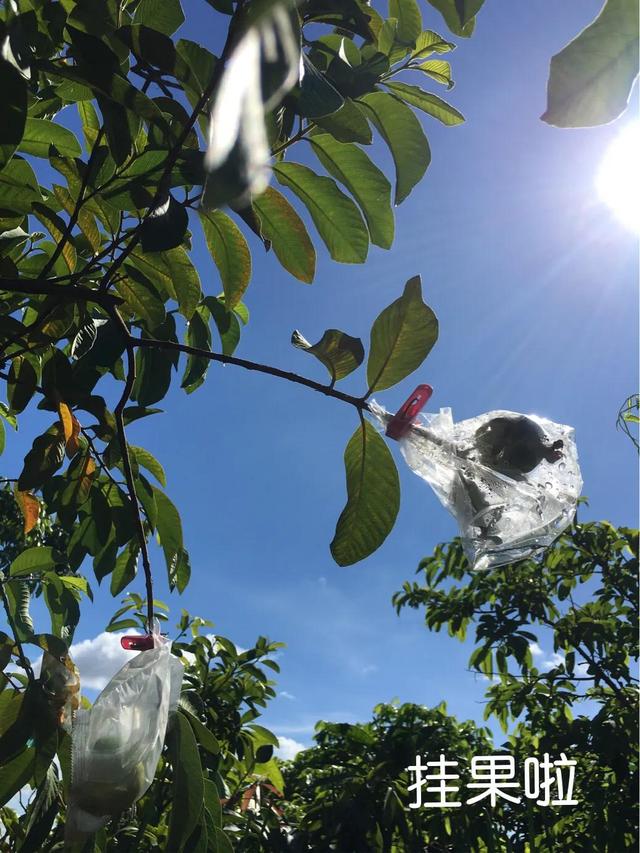 父亲的屋顶果园——番石榴种植经验及食用价值交流