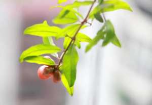 石榴阳台种植(阳台种植之石榴)