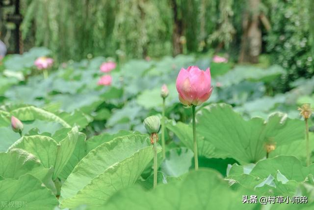 明天21号，大雨范围已确定，连下三天。今夏雨多么？看农谚咋说