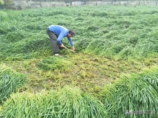 农村养羊可以种植多年生黑麦草，一年四季草料充足，经济效益高