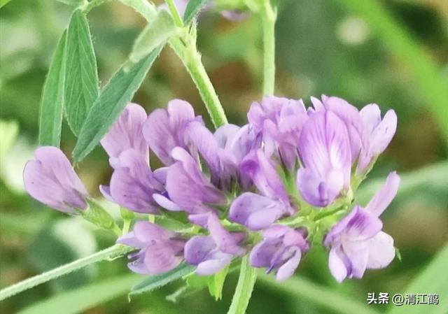 苜蓿芽苗菜怎么种植才可以达到优质丰产？告诉你2个“小窍门”