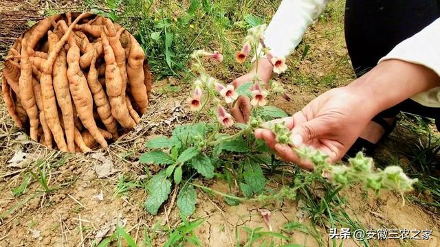 他，种植100亩药材，年效益80多万，而他却不建议村民一起种植