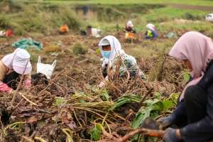 中药材种植标准(2023种植药材，国家给补贴吗？种植多少亩可申请补贴？每亩给多少)