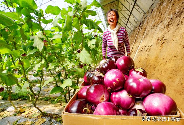 不花钱、不打药、绿色环保无公害，10个方法巧治植物病虫害