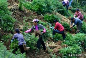 沙木的种植(一亩地种植多少株杉木最适宜)