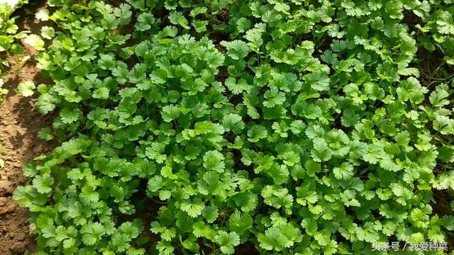 好几十一斤的香菜，其实种植特别简单，现在种可以吃到过年