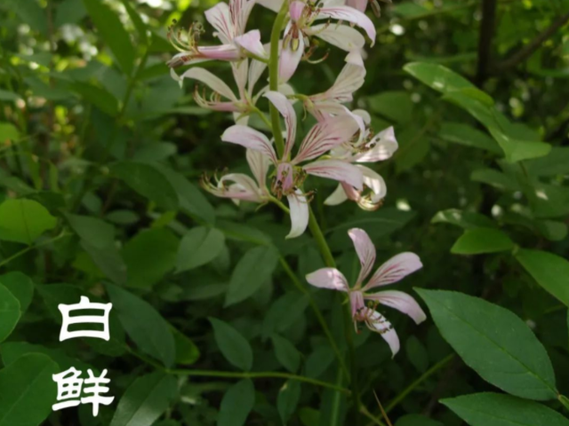 农村1种植物，人称白鲜，亩产20万元，价值极高！