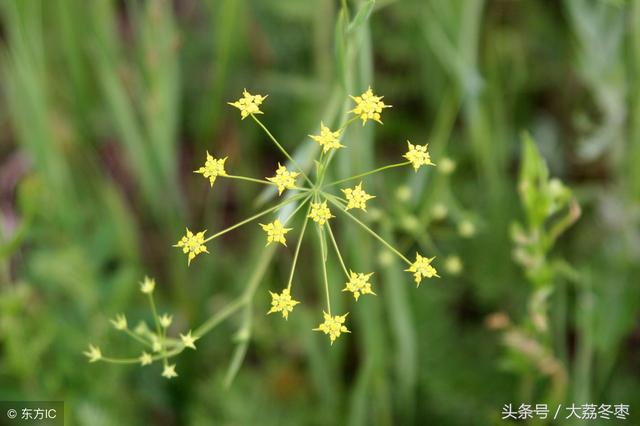 药用种植类——柴胡种植技术与栽培管理