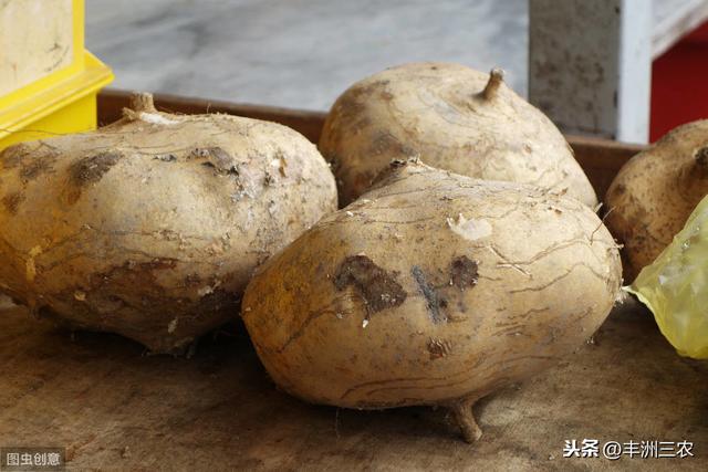 豆薯规范化栽培技术，学会科学种植方法，才能更有效提高产量