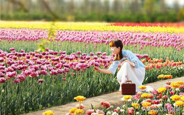 不花钱、不打药、绿色环保无公害，10个方法巧治植物病虫害