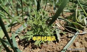 蛇床子种植图片(安徽：丹皮、桔梗价升，太子参走好，蛇床子平淡，元胡、天麻暂稳)