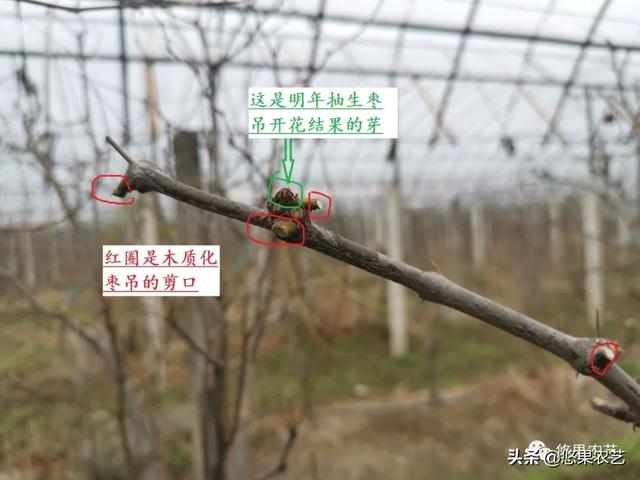 漫话冬剪（四）大棚避雨栽培冬枣园成年树的修剪