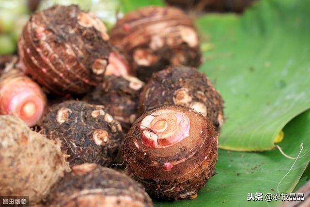 粤西早春植芋头高产栽培技术，需要注意哪些问题？一篇文章解析