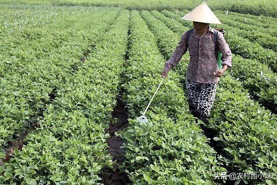 如何种植花生？花生的地膜覆盖栽培技术