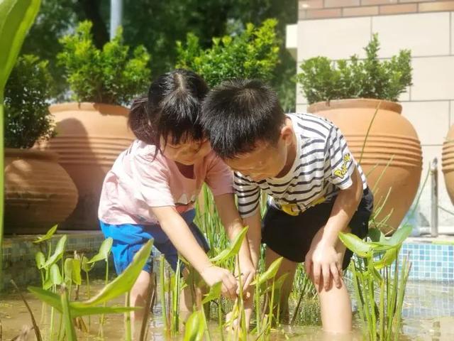 广州多所学校建起小农田，学生的日记亮了