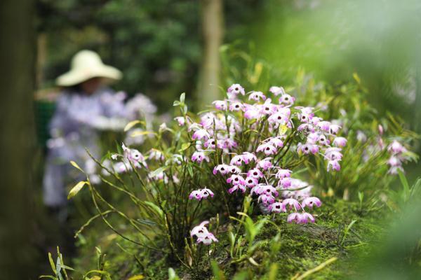 贵州赤水：金钗石斛花开出“美丽经济”