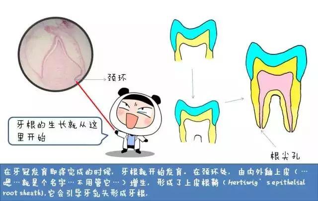 “孩子，这就是牙齿的生长过程”（漫画易懂）