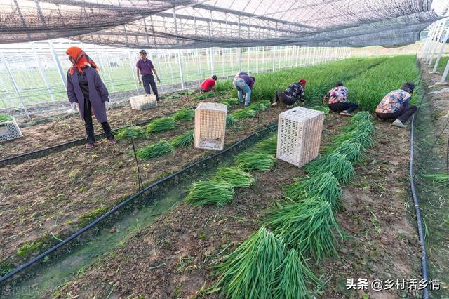 韭菜和葱什么时候种植好？什么时候移栽好？怎样让其越长越粗壮