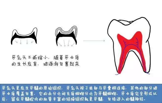 “孩子，这就是牙齿的生长过程”（漫画易懂）