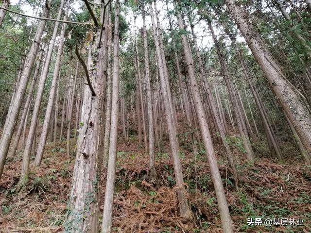 一亩地种植多少株杉木最适宜