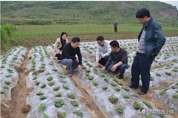 如何种植花生？花生的地膜覆盖栽培技术