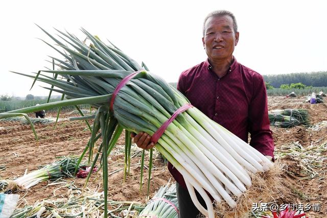 韭菜和葱什么时候种植好？什么时候移栽好？怎样让其越长越粗壮