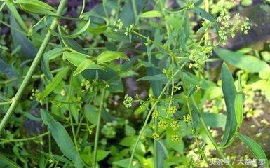 药用种植类——柴胡种植技术与栽培管理