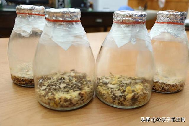 野生菌牛樟芝需求多生长慢，掌握人工培育技术，促进牛樟芝产业化