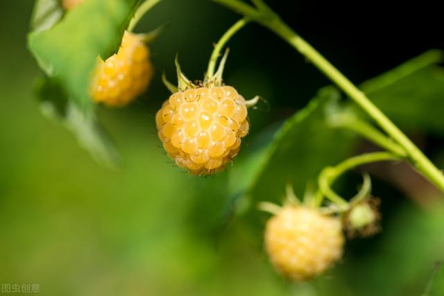 无公害树莓高产种植技术，及病虫害的防治措施，确保树莓优质增产