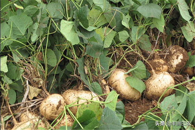 豆薯规范化栽培技术，学会科学种植方法，才能更有效提高产量