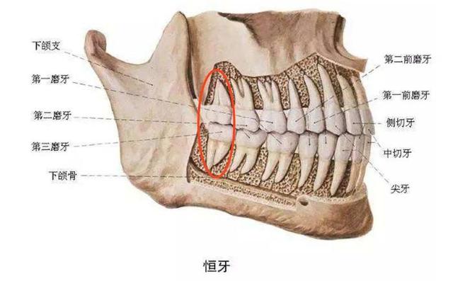 智齿是磨牙坏了才长出来的吗？
