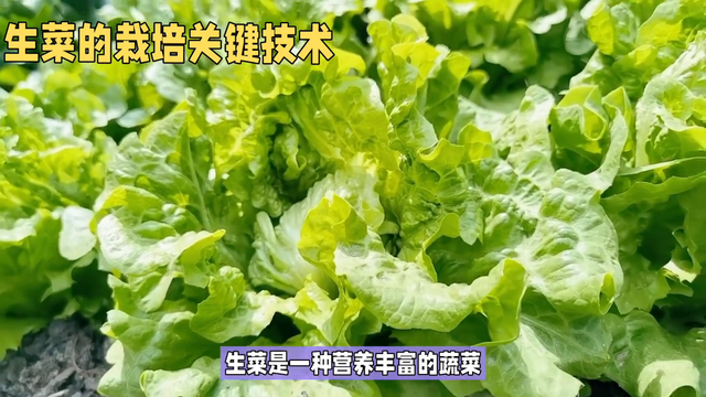 生菜的环境要求和栽种技巧，轻松拥有有机蔬菜#新农人计划2023