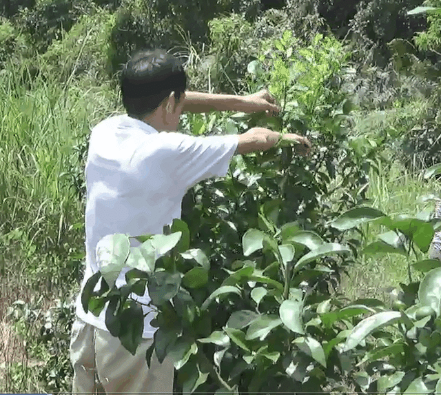 沙糖桔种植技术和管理