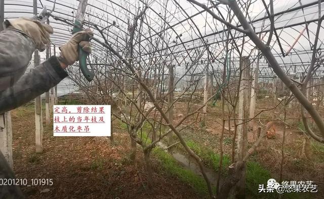 漫话冬剪（四）大棚避雨栽培冬枣园成年树的修剪