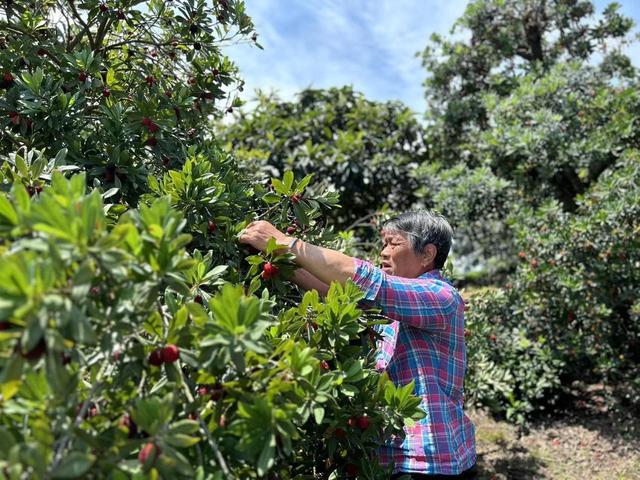 产量高品质好价格稳 苏州西山杨梅本周大量上市