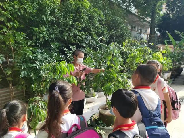 广州多所学校建起小农田，学生的日记亮了