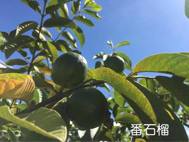 父亲的屋顶果园——番石榴种植经验及食用价值交流