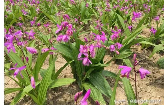 野生白芨变家种产量上涨，行情一落千丈，未来价格能否稳定