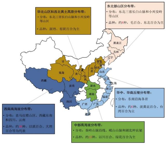 鲜百合亩均收益1.2-2.5万元，效益是普通蔬菜的3-10倍