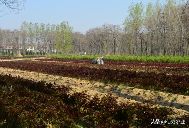 地下害虫危害大，中药材芍药如何抓住最佳时期防治蛴螬？