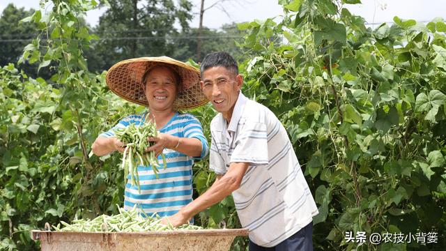 不花钱、不打药、绿色环保无公害，10个方法巧治植物病虫害