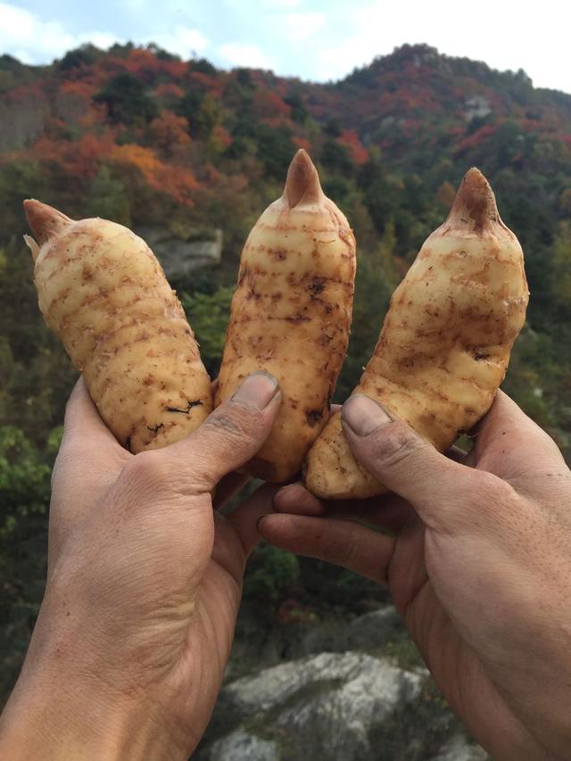 天麻种植技术