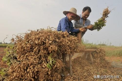 如何种植花生？花生的地膜覆盖栽培技术