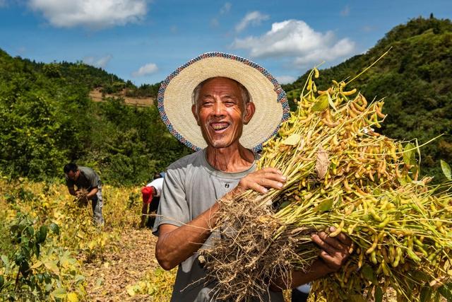 夏播大豆种植技术，方法其实很简单，偏偏很多人犯错误