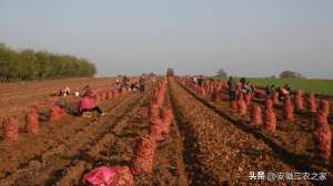 人工种植中药材(他，种植100亩药材，年效益80多万，而他却不建议村民一起种植)